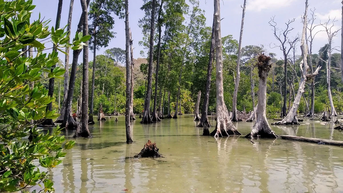 Mangrove Forest