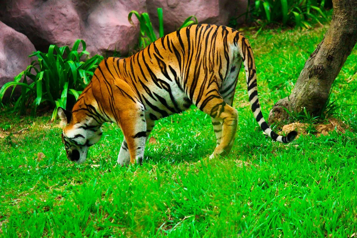 Bannerghatta Biological Park