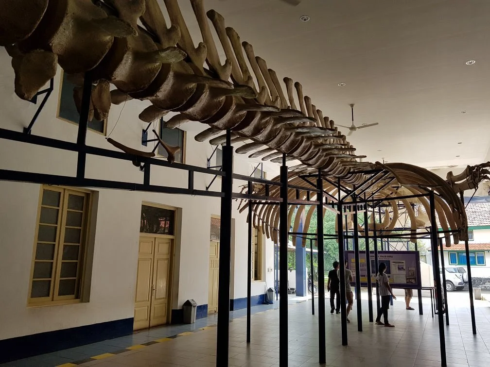 Museum Zoologi