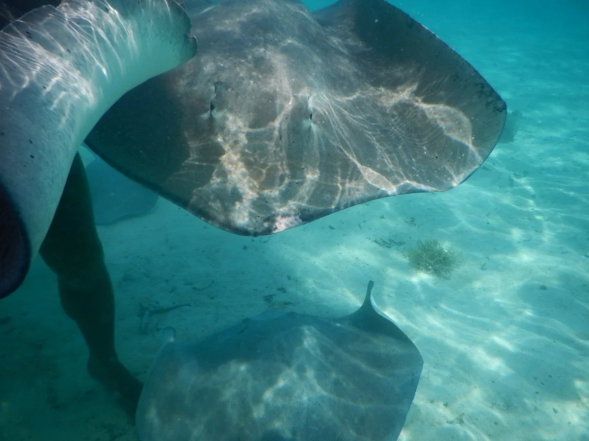 Leopard Rays Trench