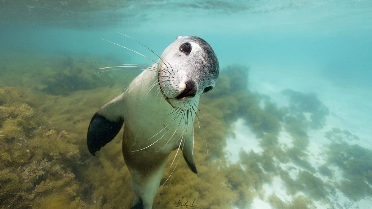 Jurien Bay Oceanic Experience