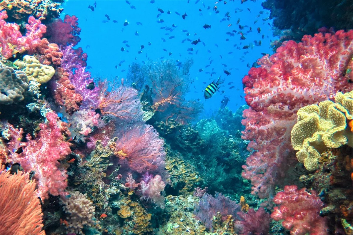 Ocean Ventures Fiji
