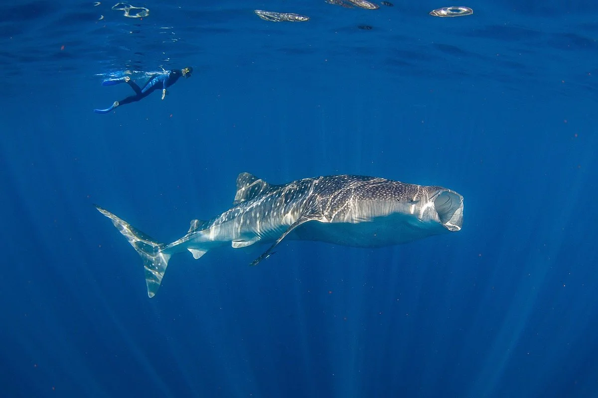 Live Ningaloo