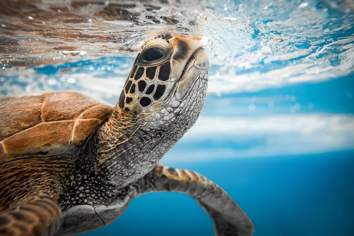 Snorkel Cook Islands