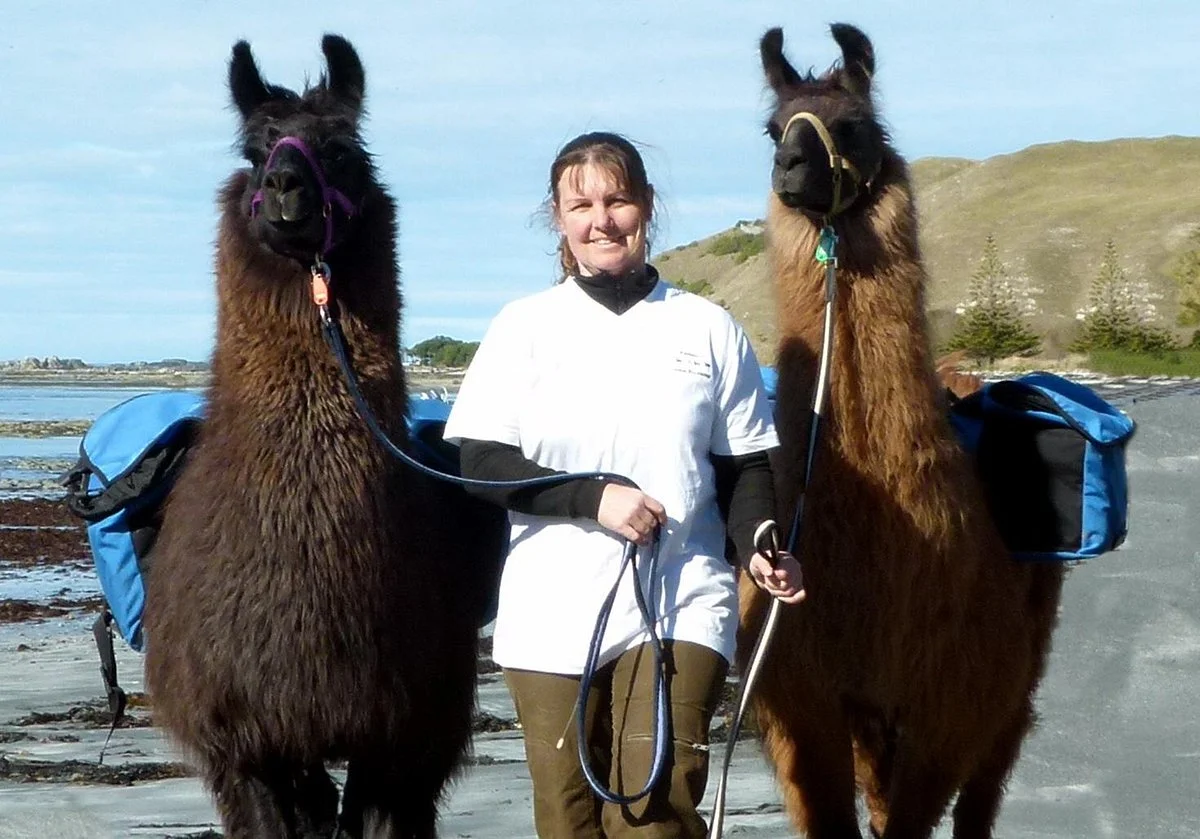 Kaikoura Llama Trekking