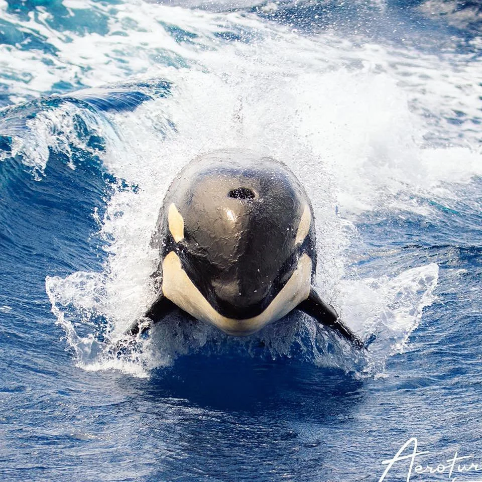 Naturaliste Charters