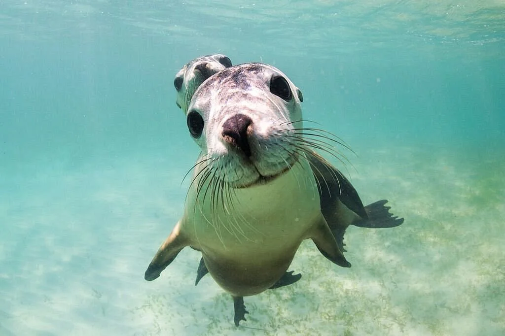 Sea Lion Charters