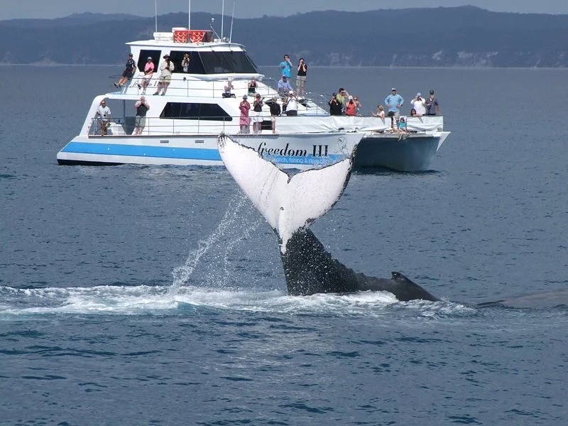 Freedom Whale Watch