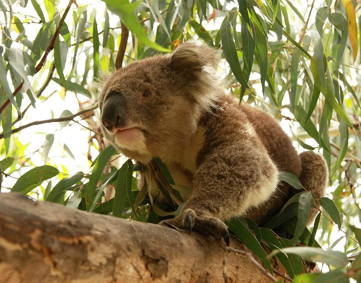 Oceania Tours & Safaris