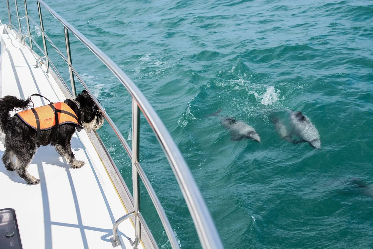 Akaroa Dolphins