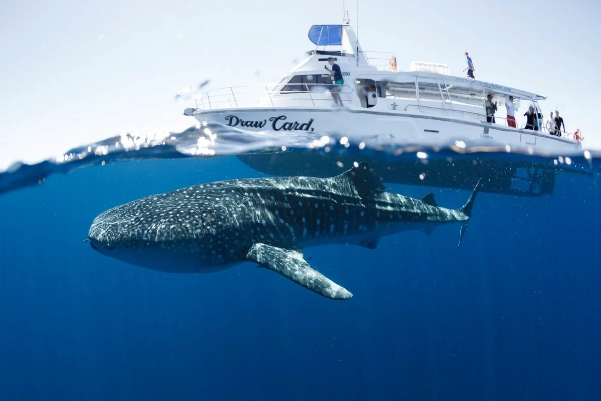 Three Islands Whale Shark Dive