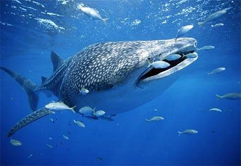 Kings Ningaloo Reef Tours Exmouth