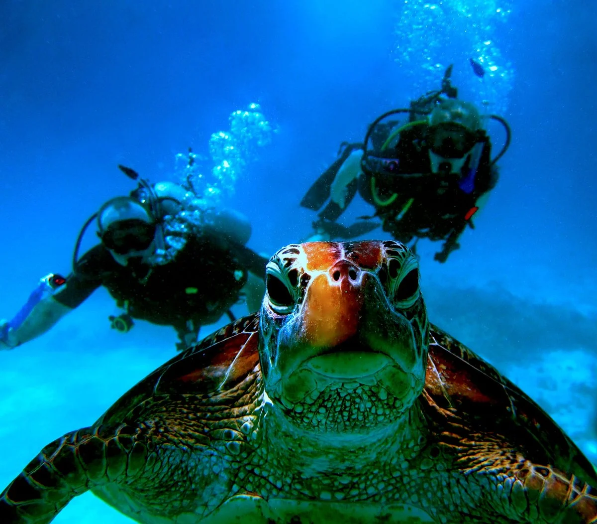 Blue Dive Port Douglas