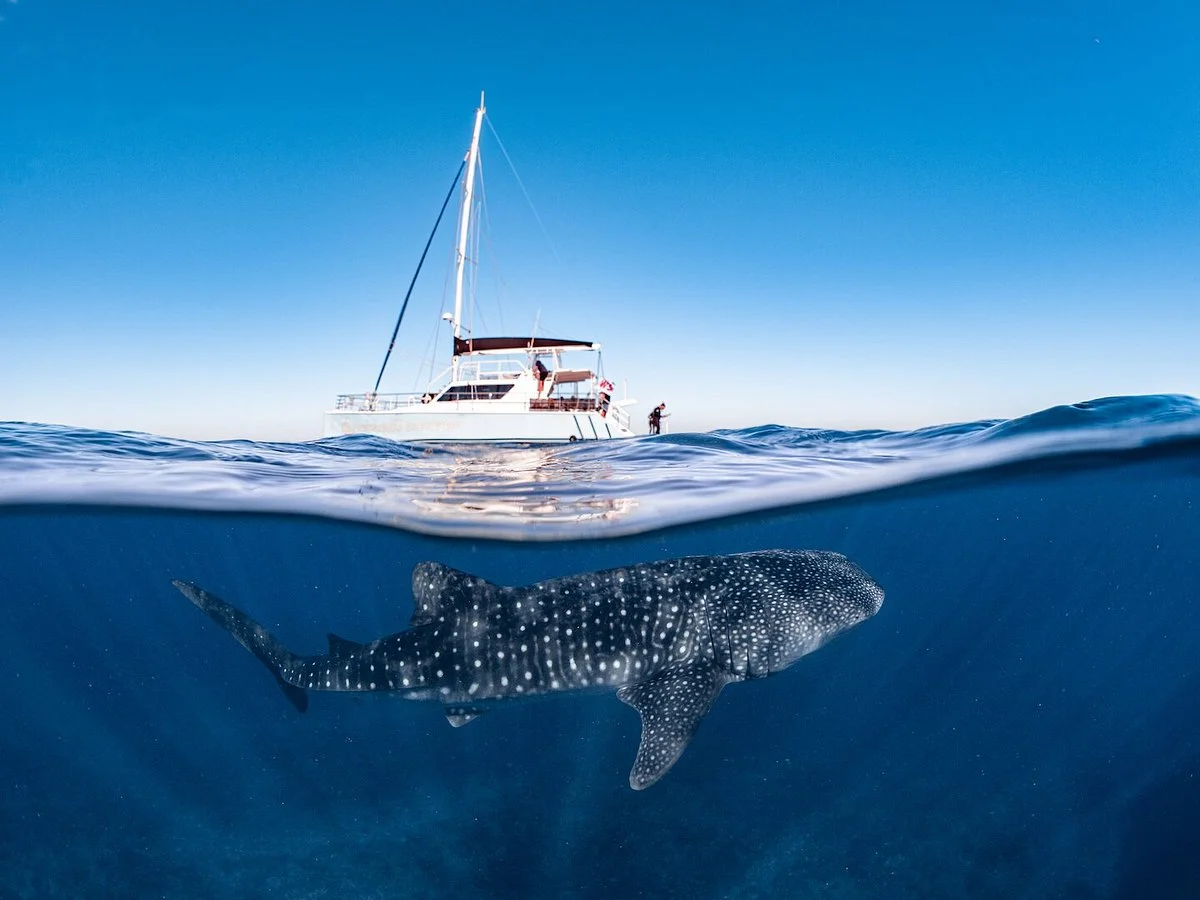 Ningaloo Discovery