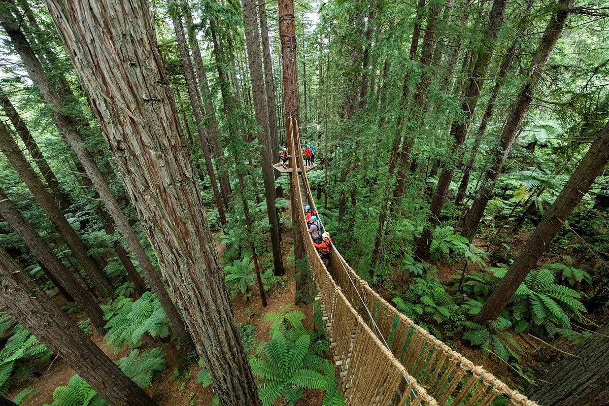 Redwoods Altitude