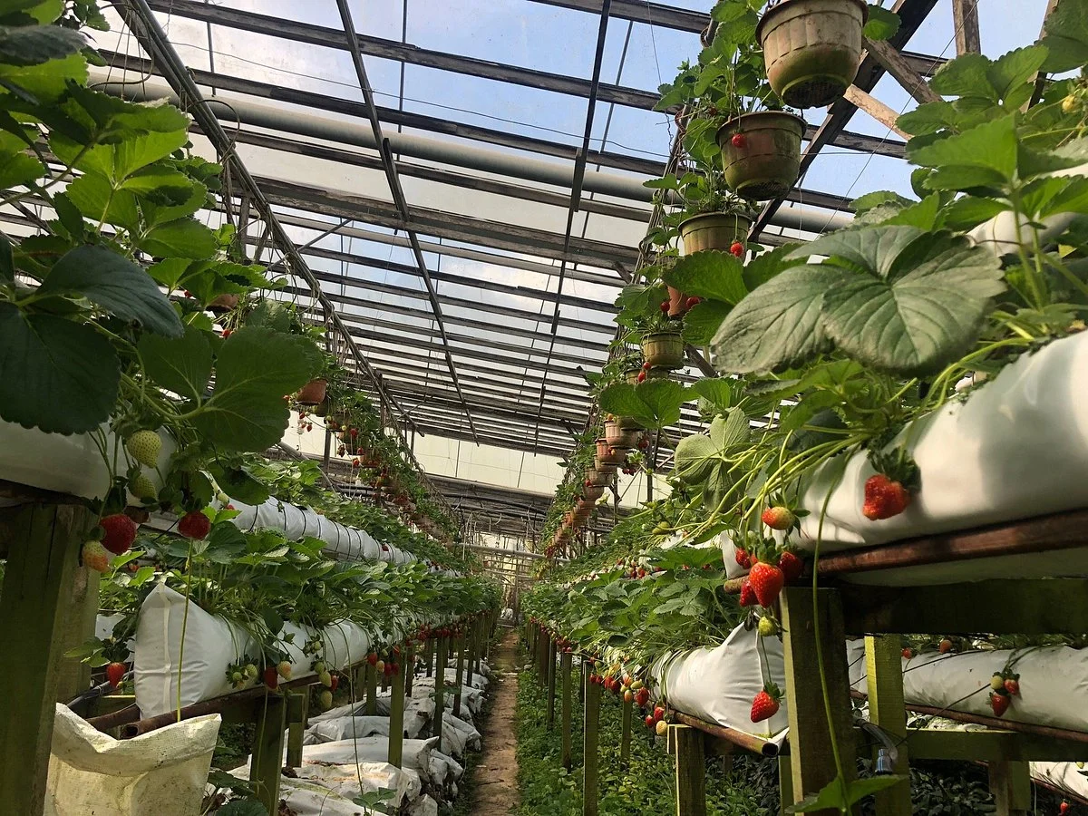 EQ Strawberry Farm