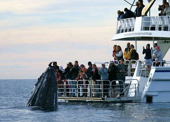 Tasman Venture - Day Tours