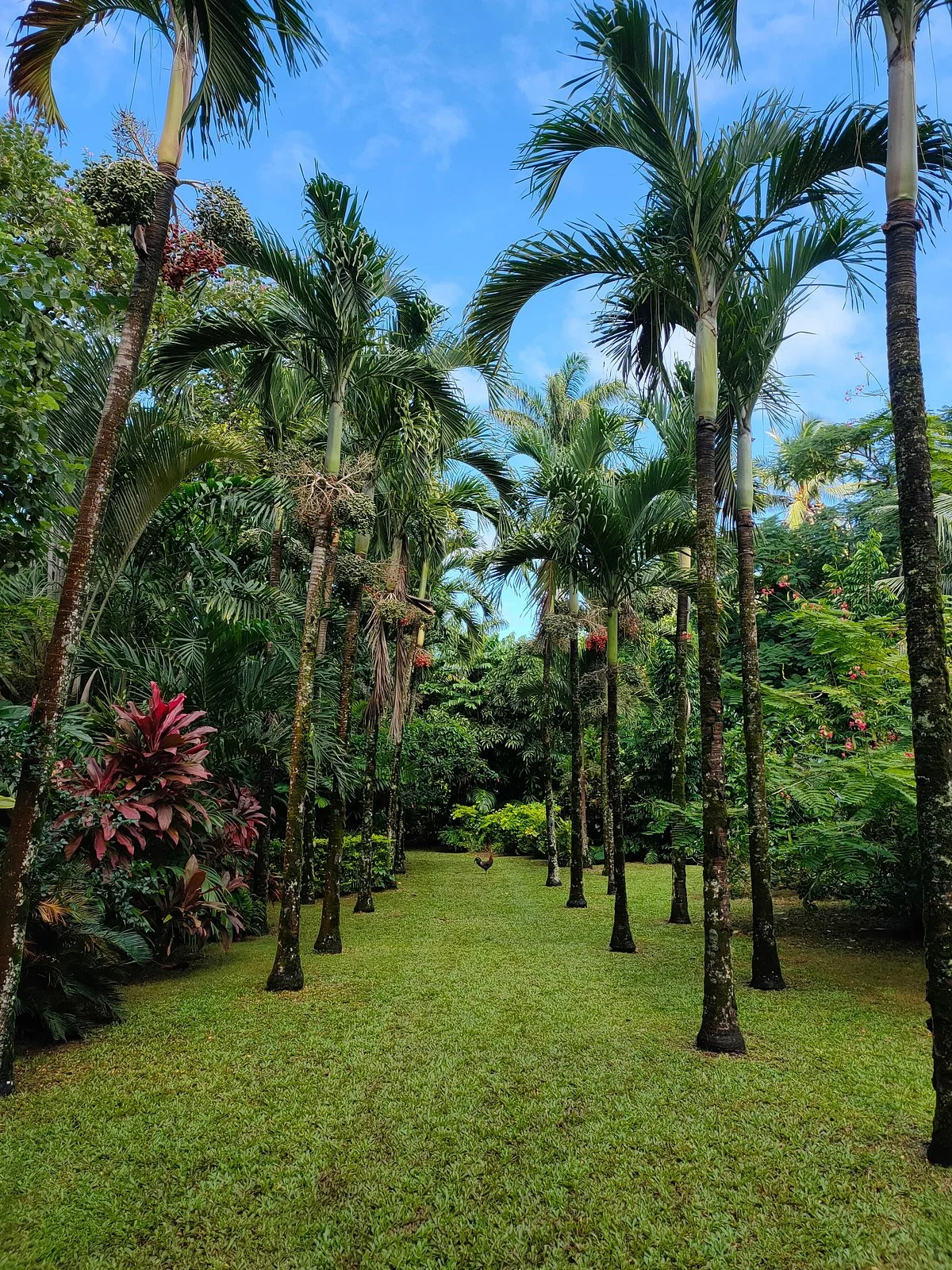 Maire Nui Gardens & Cafe