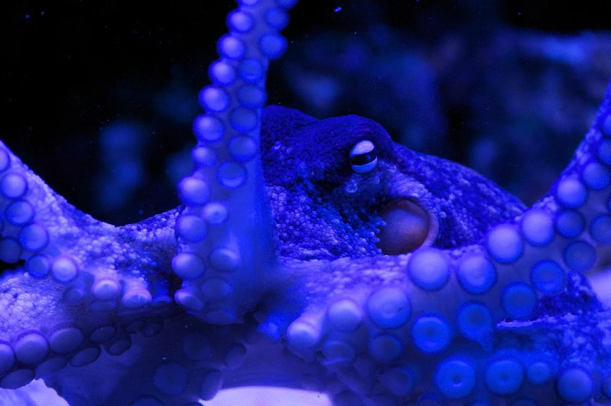 Solitary Islands Aquarium