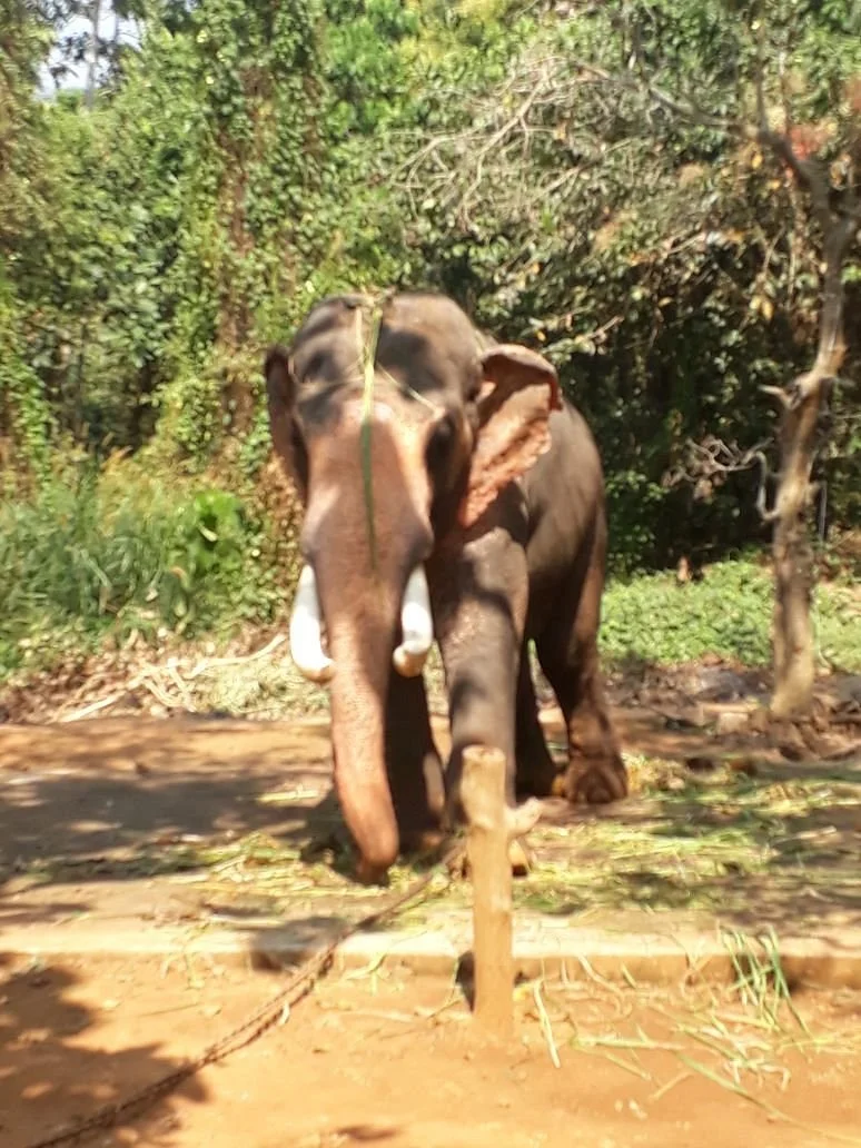 Abhayaranyam Zoo