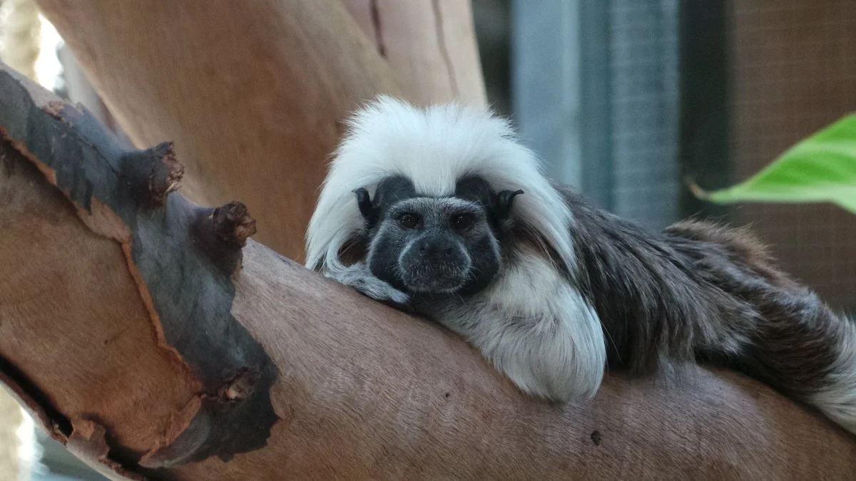 Alexandra Park Zoo
