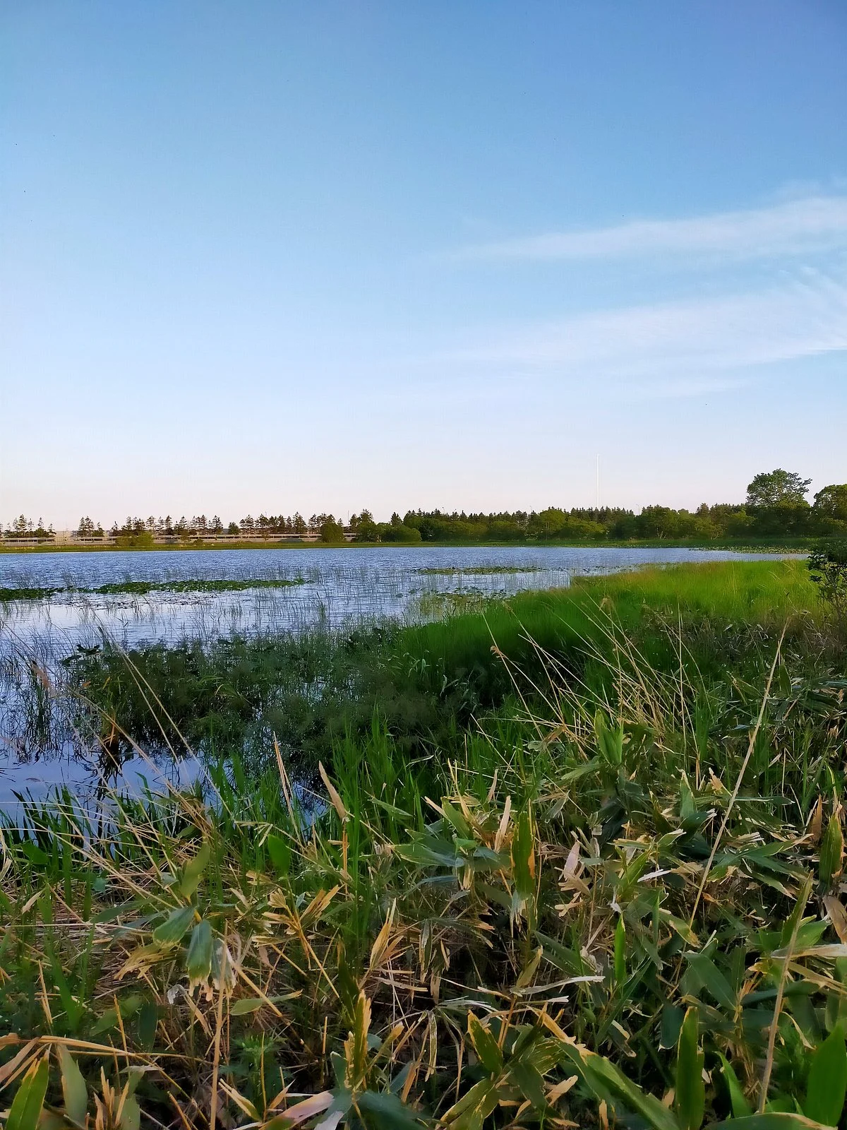 Echigo Swamp