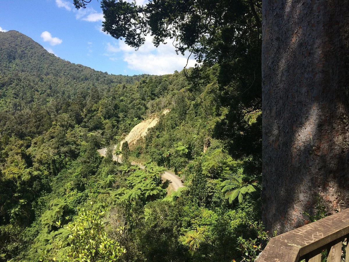 Square Kauri Tree