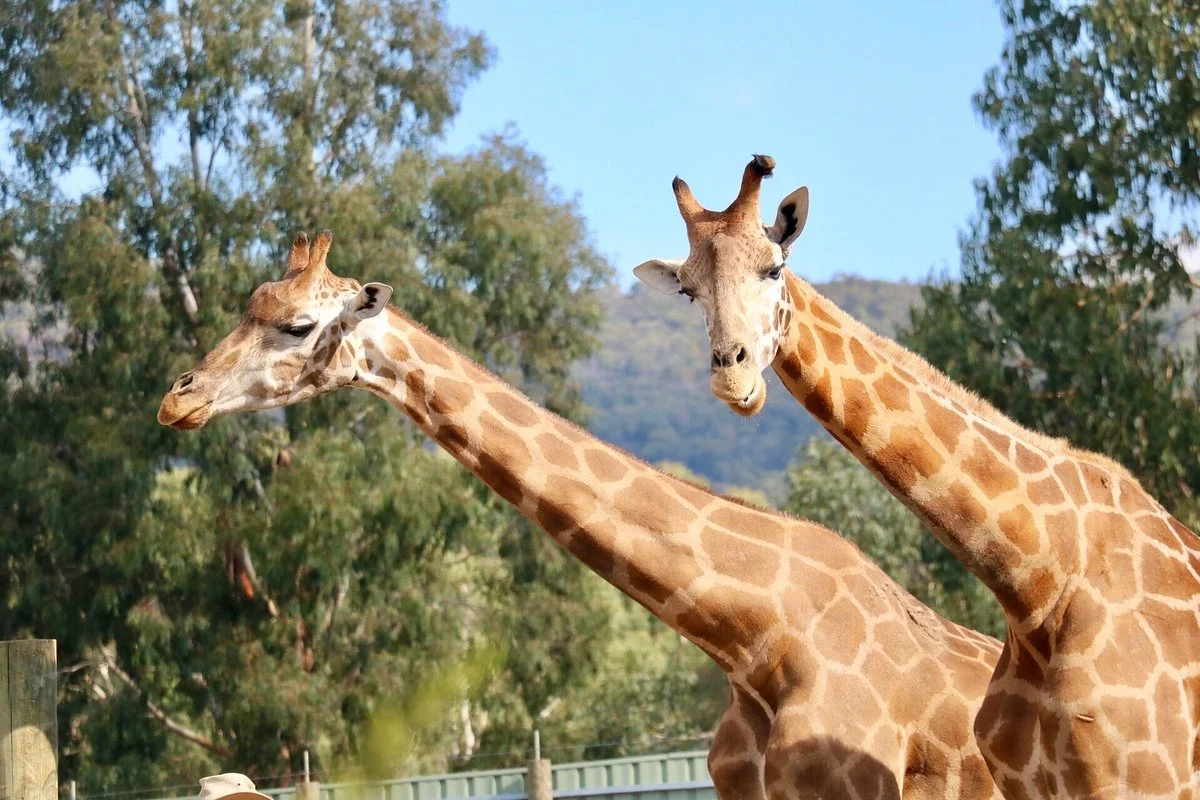 Halls Gap Zoo