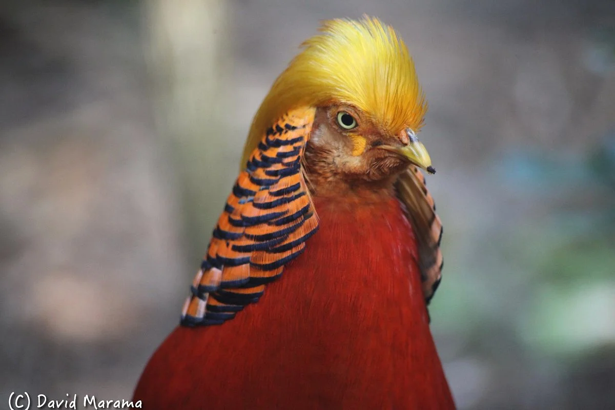 Melbourne Zoo