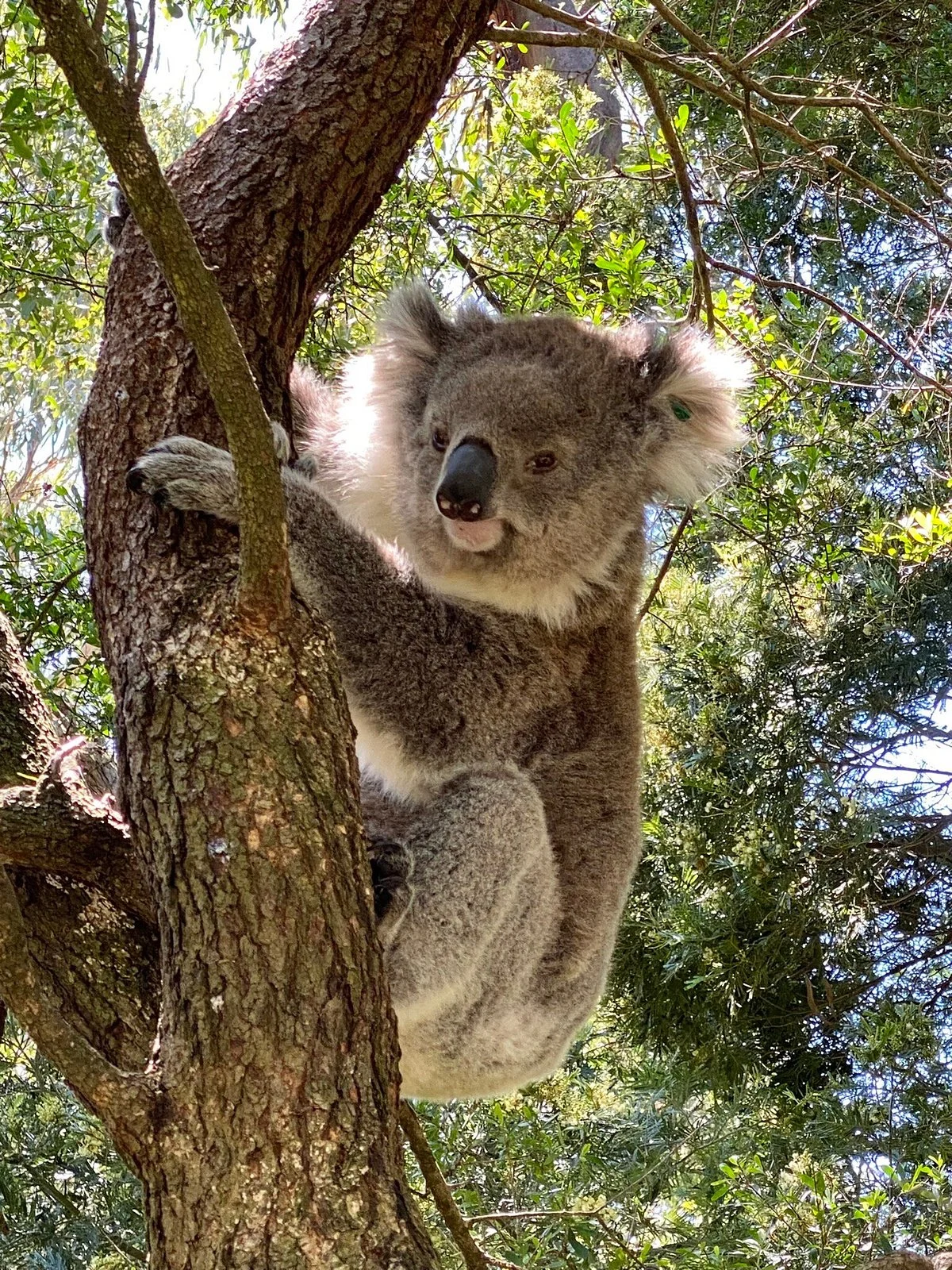 Phillip Island Nature Parks - Koala Reserve