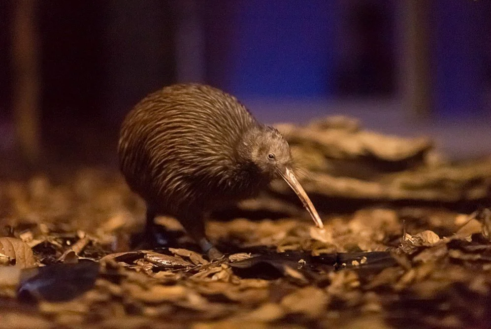 Kiwi North - Kiwi House, Museum & Heritage Park