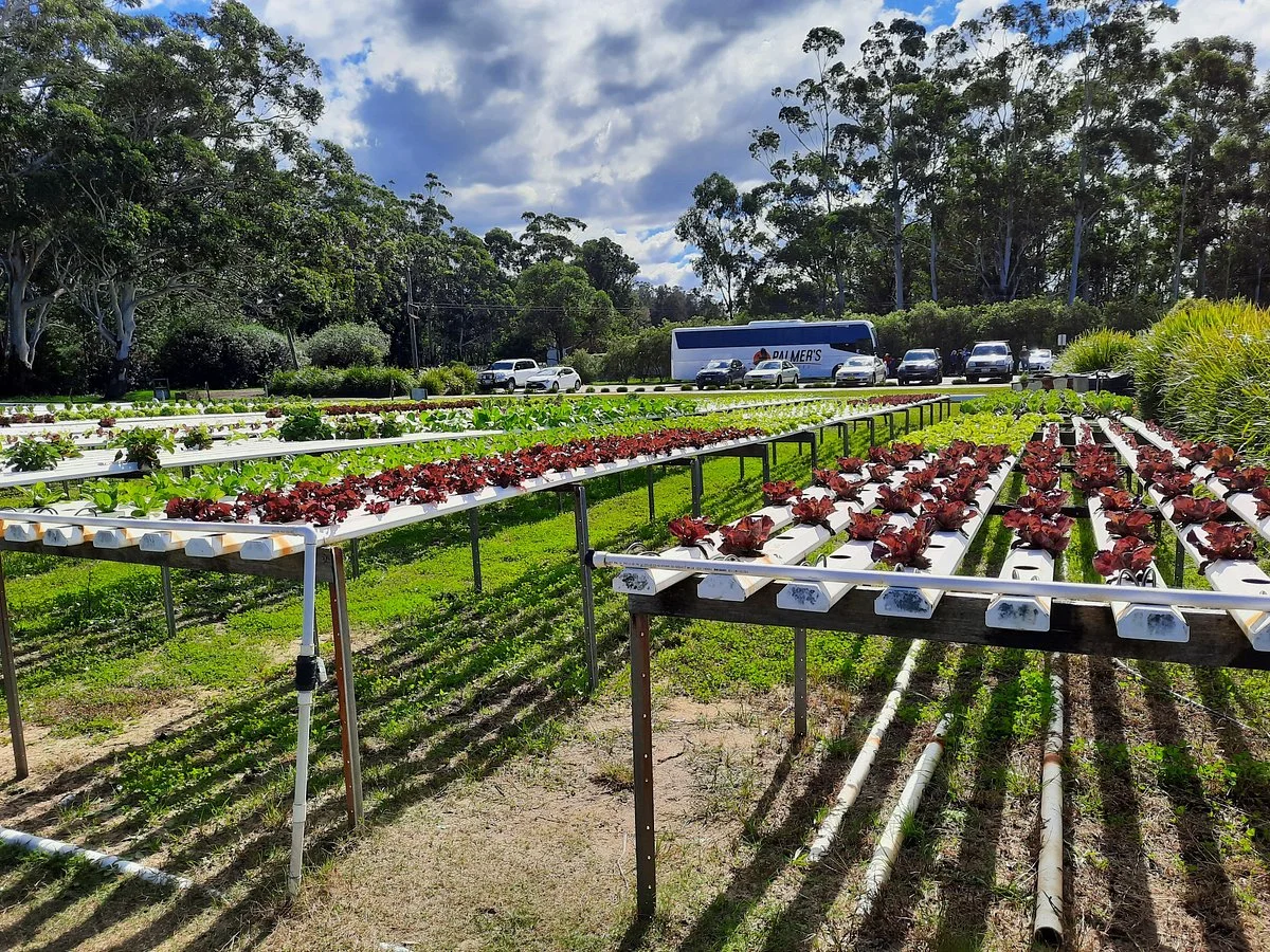 Barramundi Farm