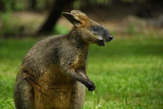 Daintree Wild Zoo