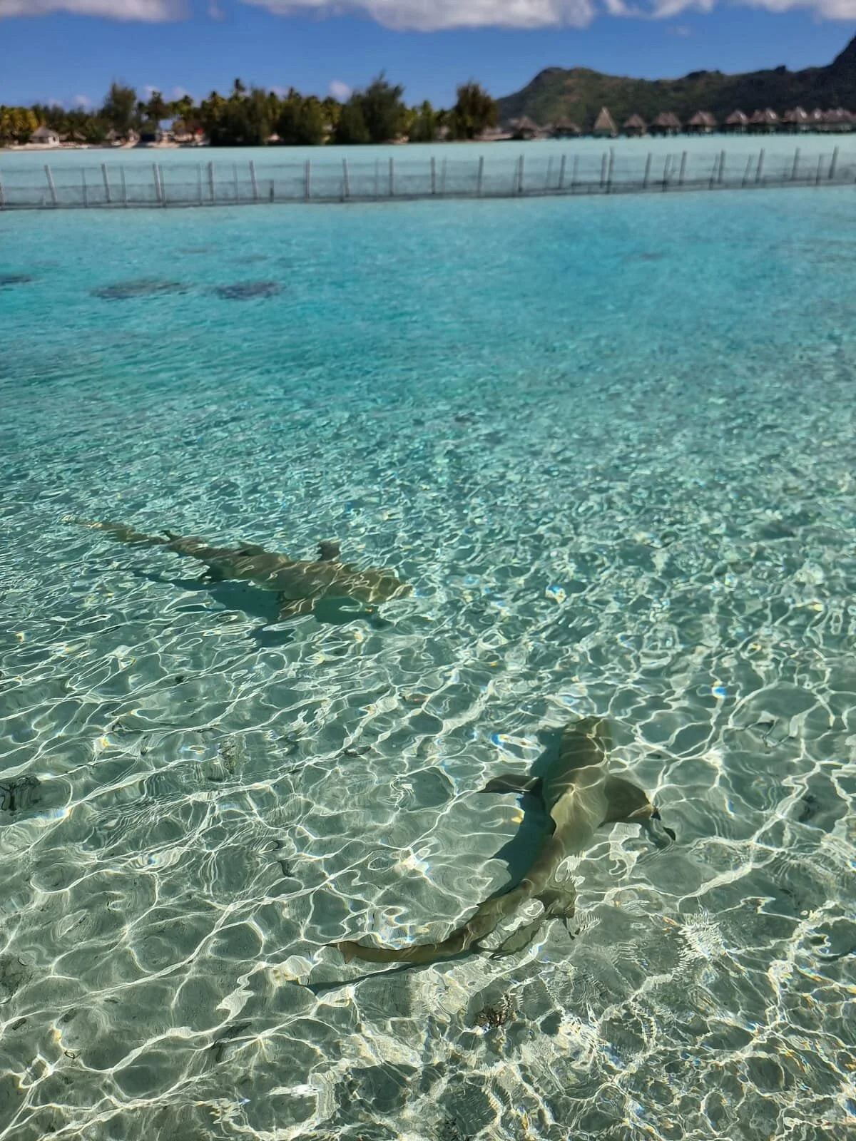 Tahiti Lagoonarium