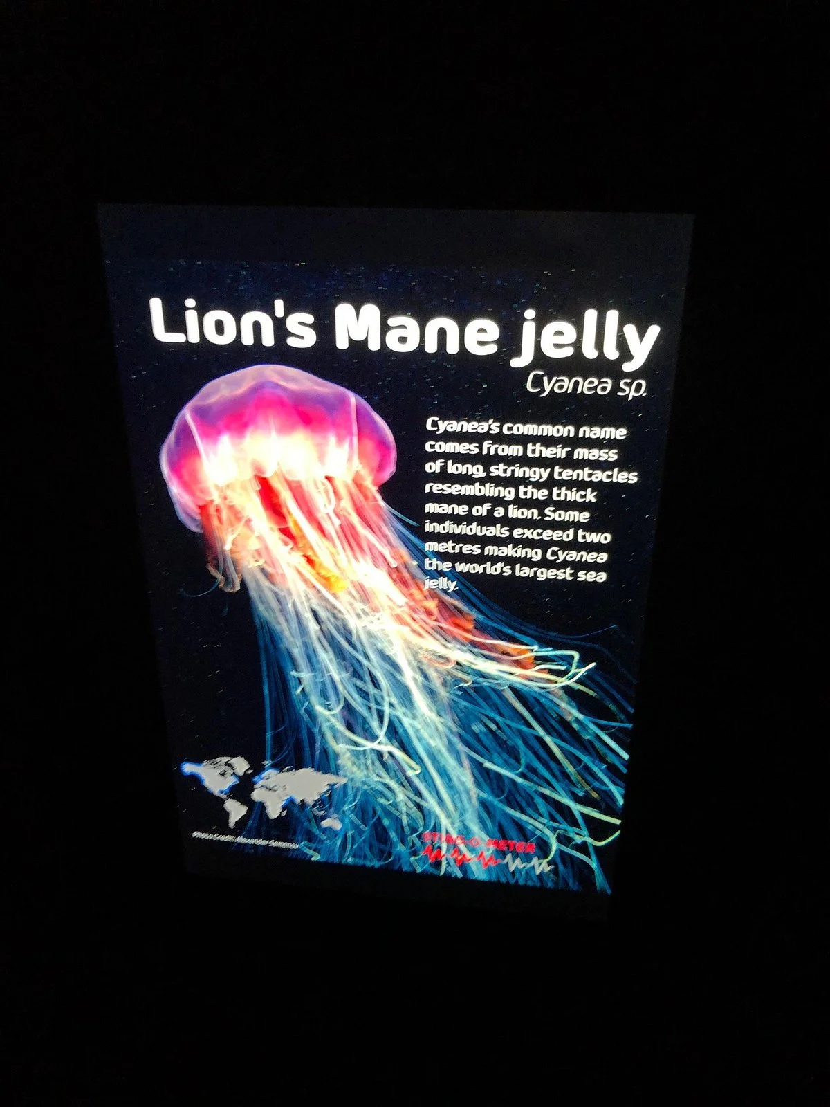 Sea Jellies Illuminated