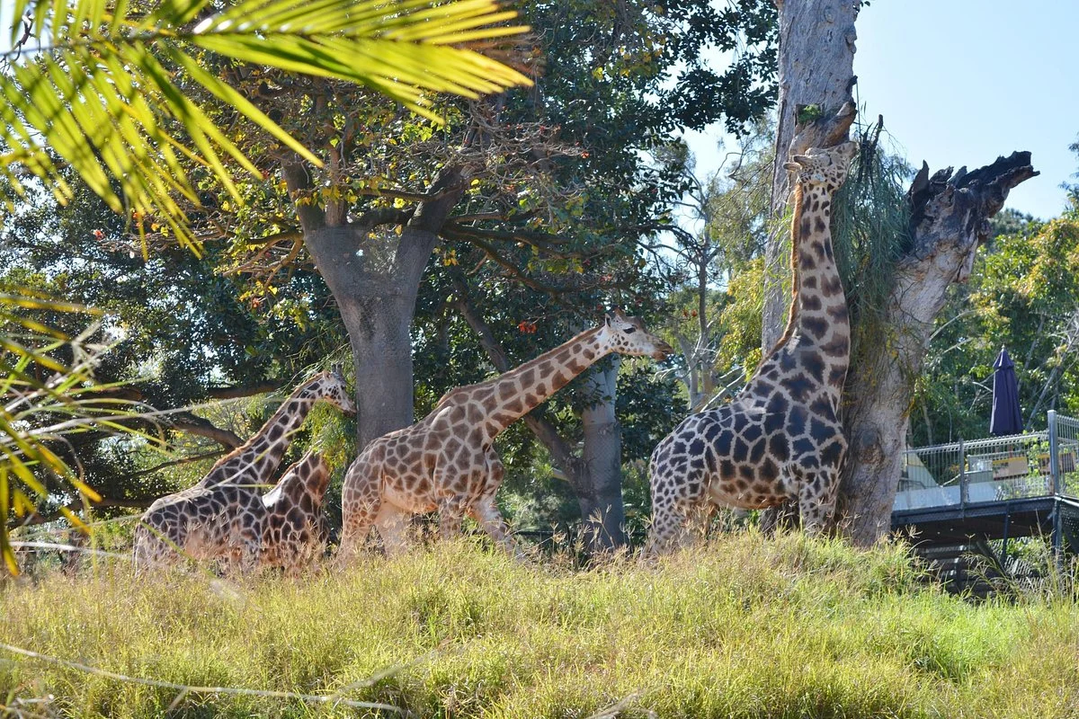 Perth Zoo