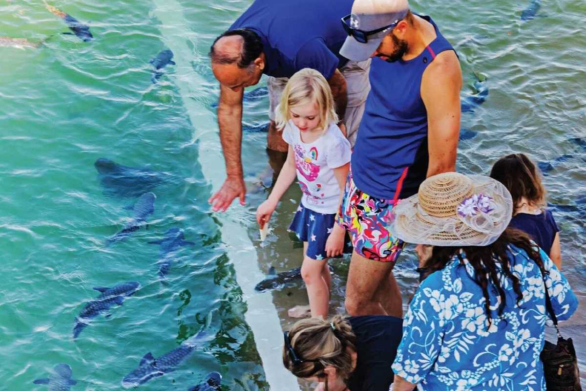 Aquascene Fish Feeding