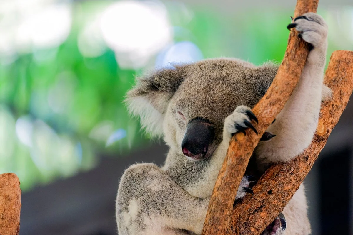 Hamilton Island Wildlife