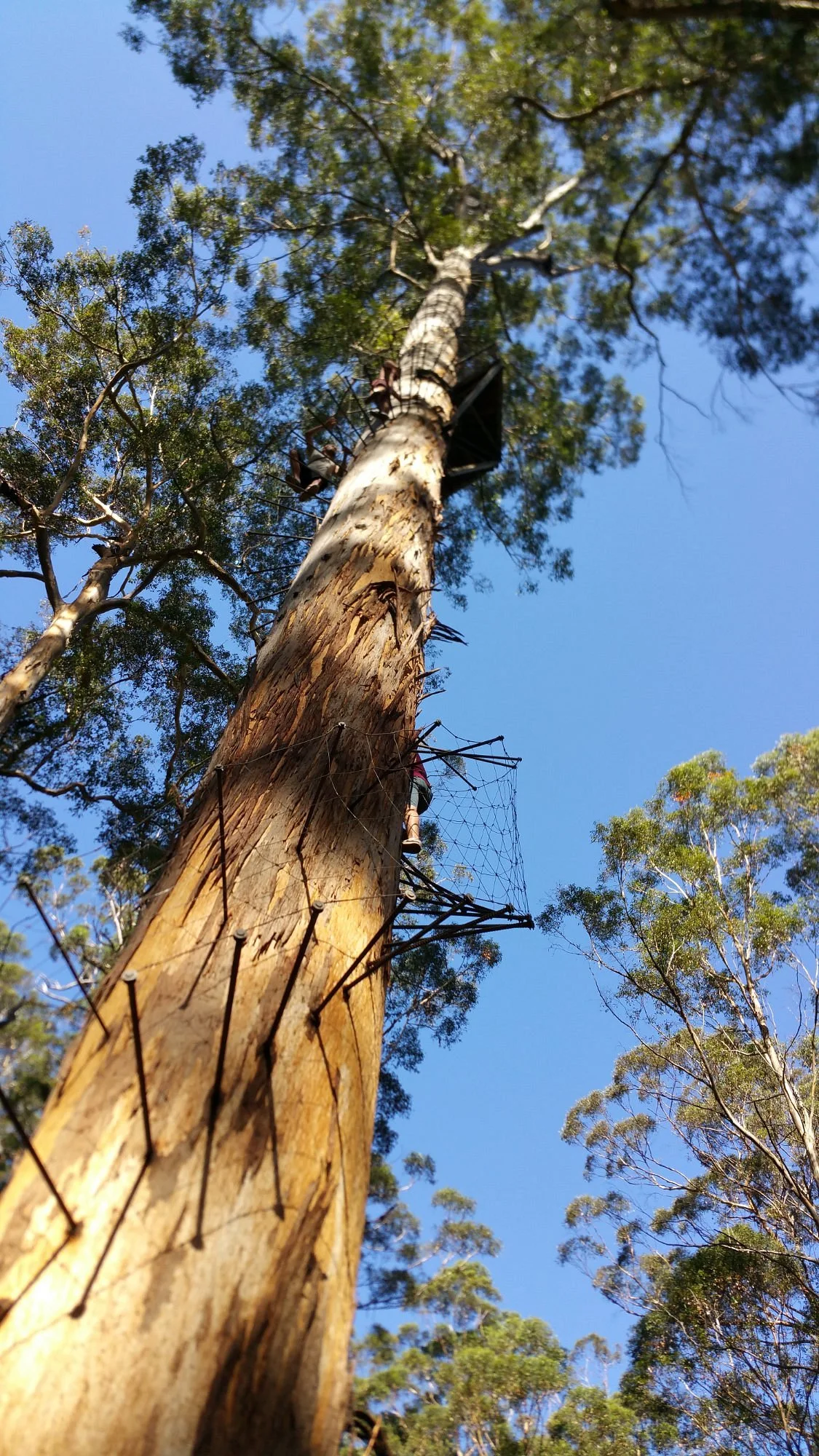 Dave Evans Bicentennial Tree