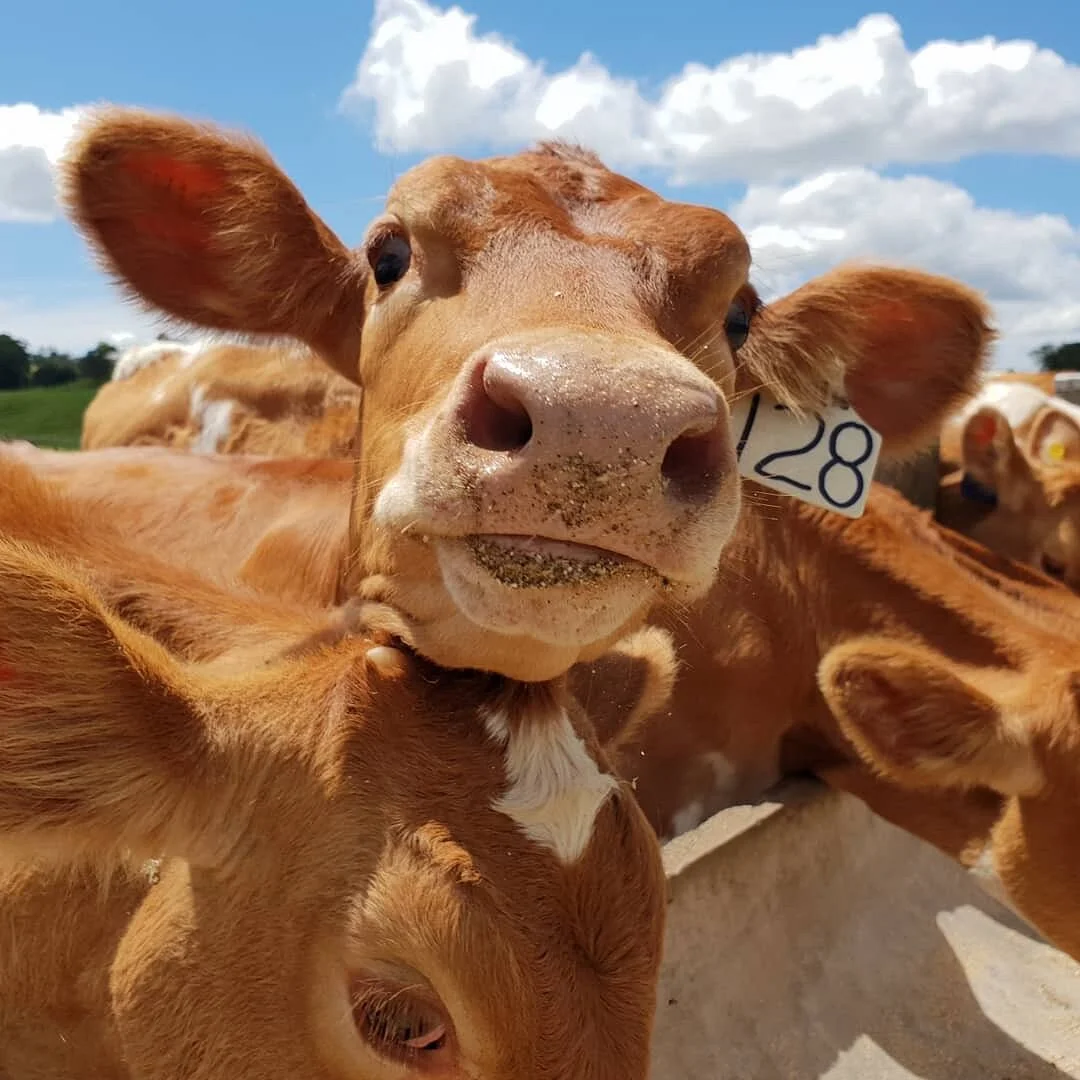 Maleny Dairies