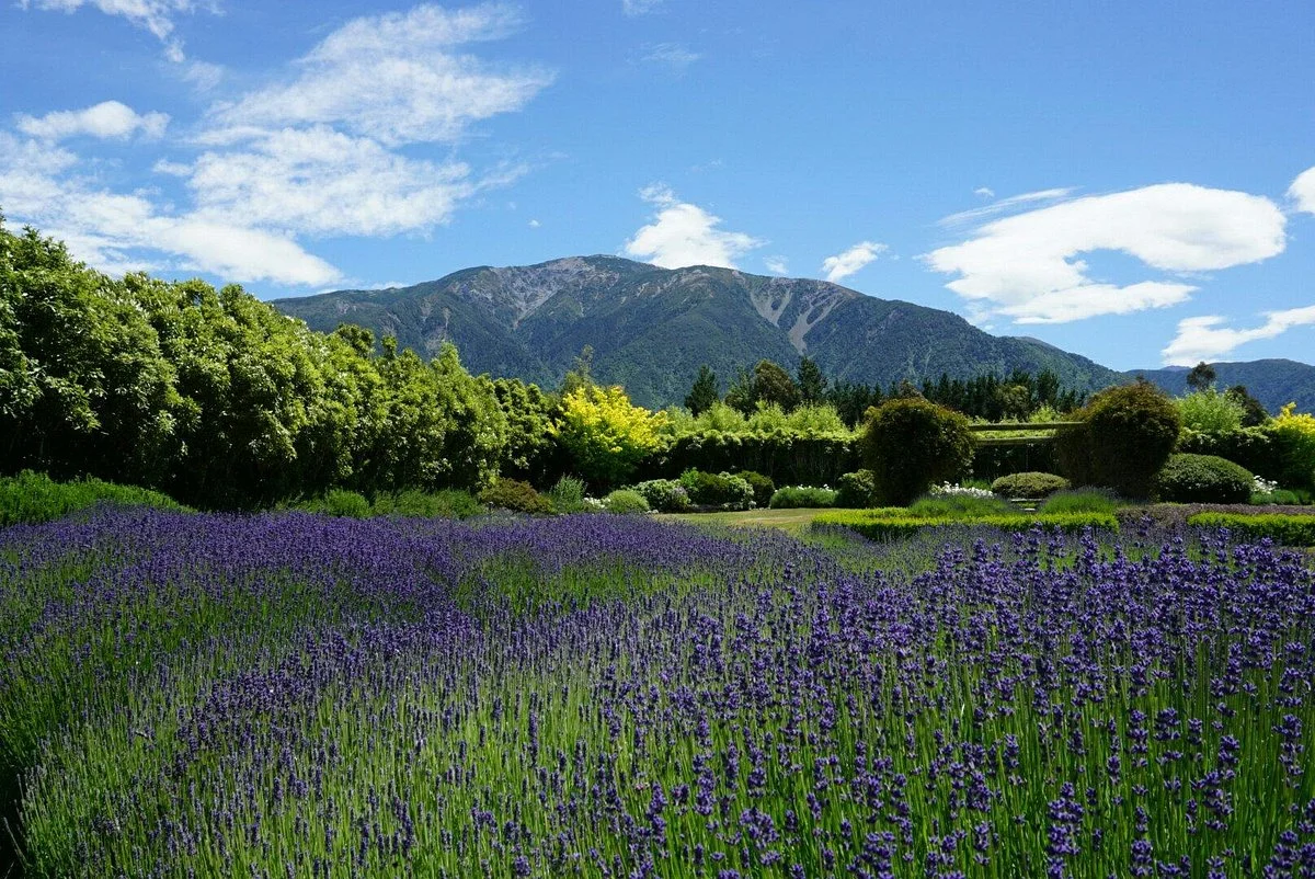 Lavendyl Lavender Farm
