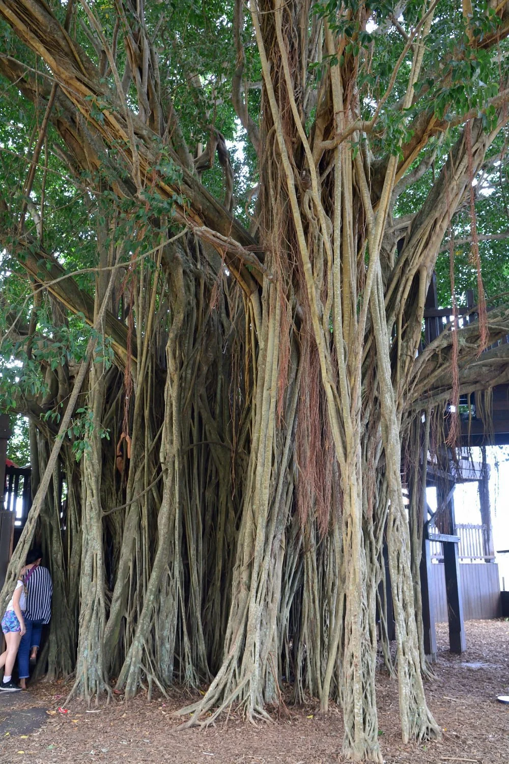 Figtree Playground