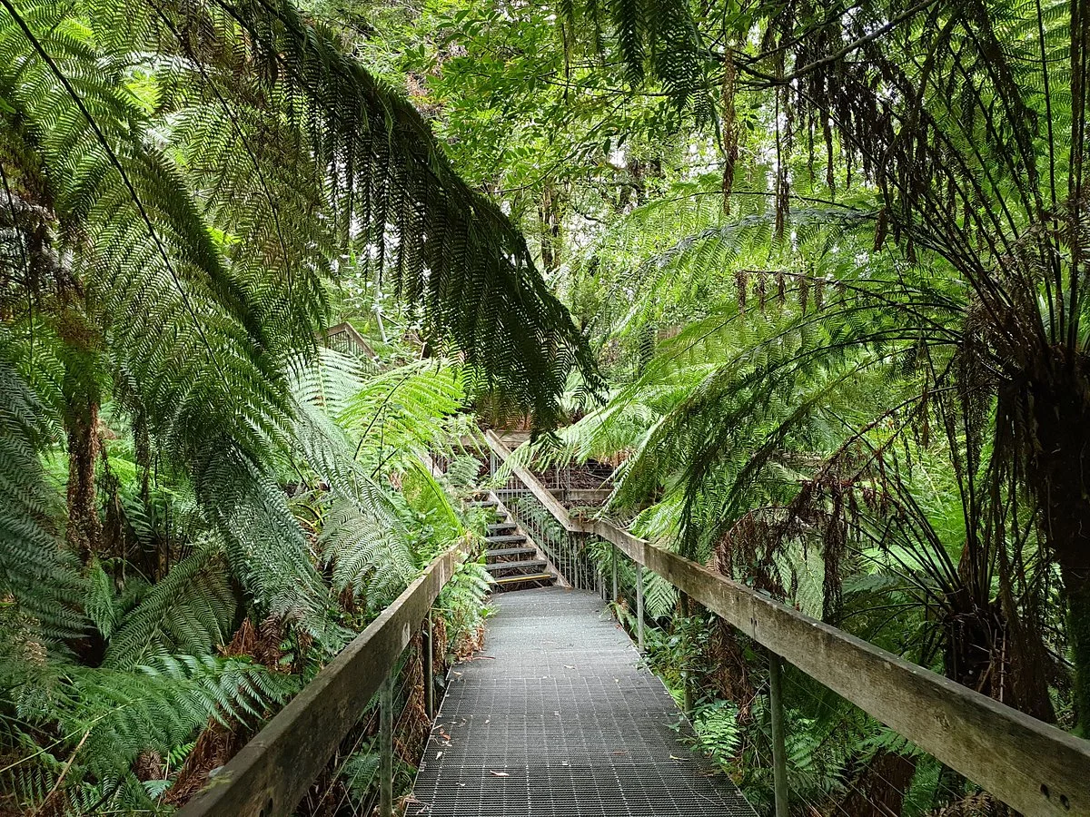 Warburton Rainforest Gallery