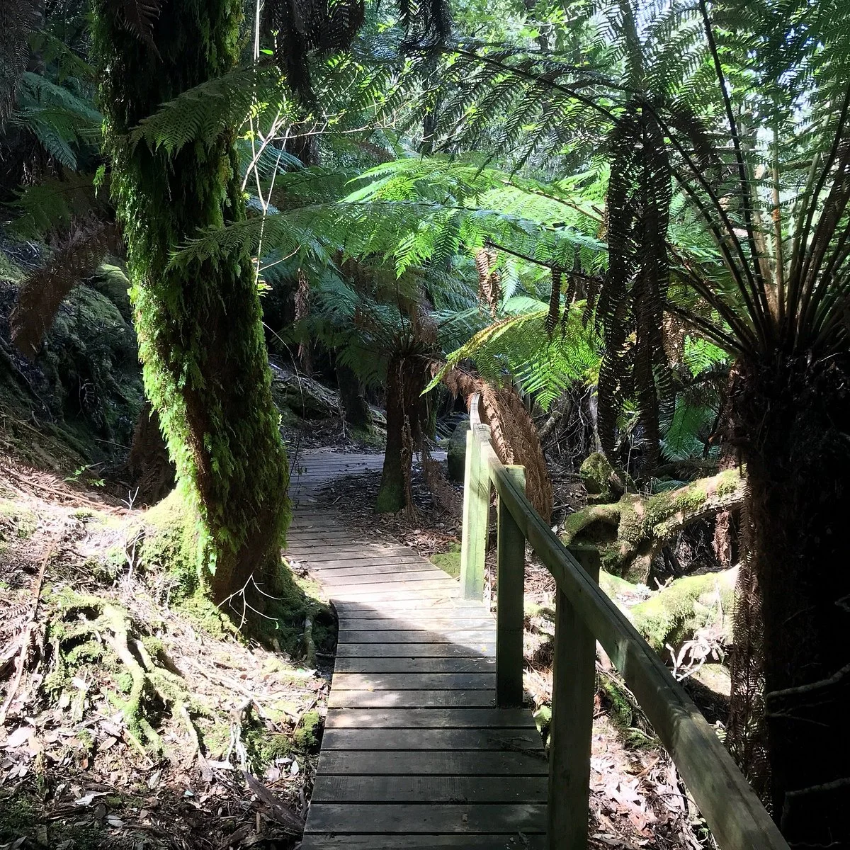 Mount Misery Walk