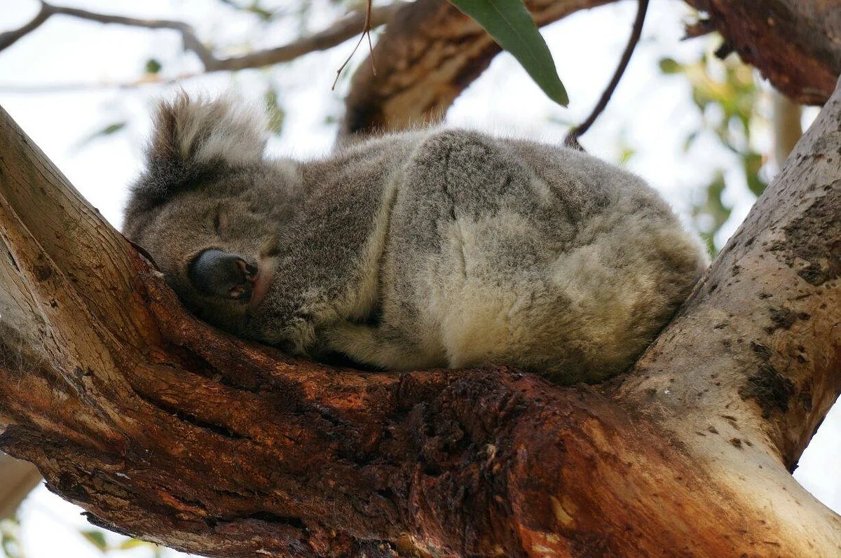 Kennet River Koala Walk