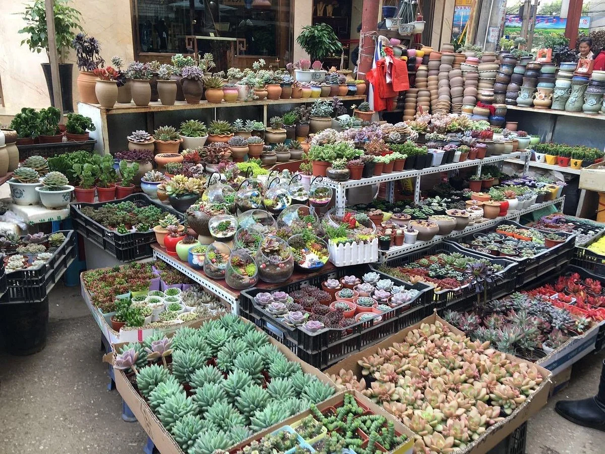 Flowers and Birds Market of Kunming
