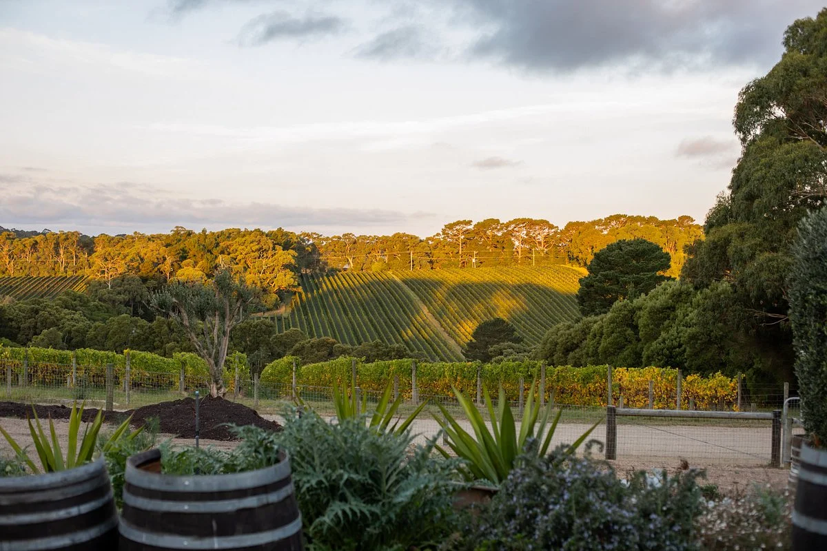 T'Gallant Vineyard
