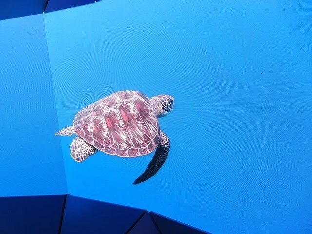 Mon Repos Turtle Centre