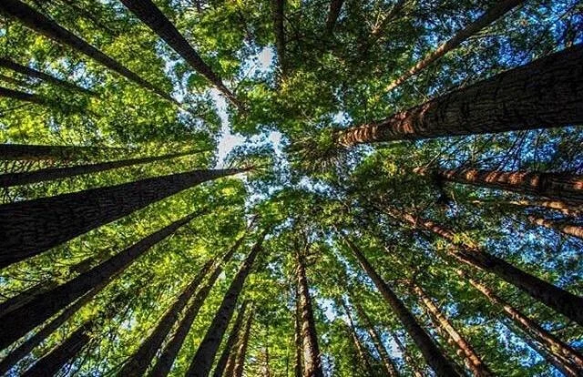 The Redwoods