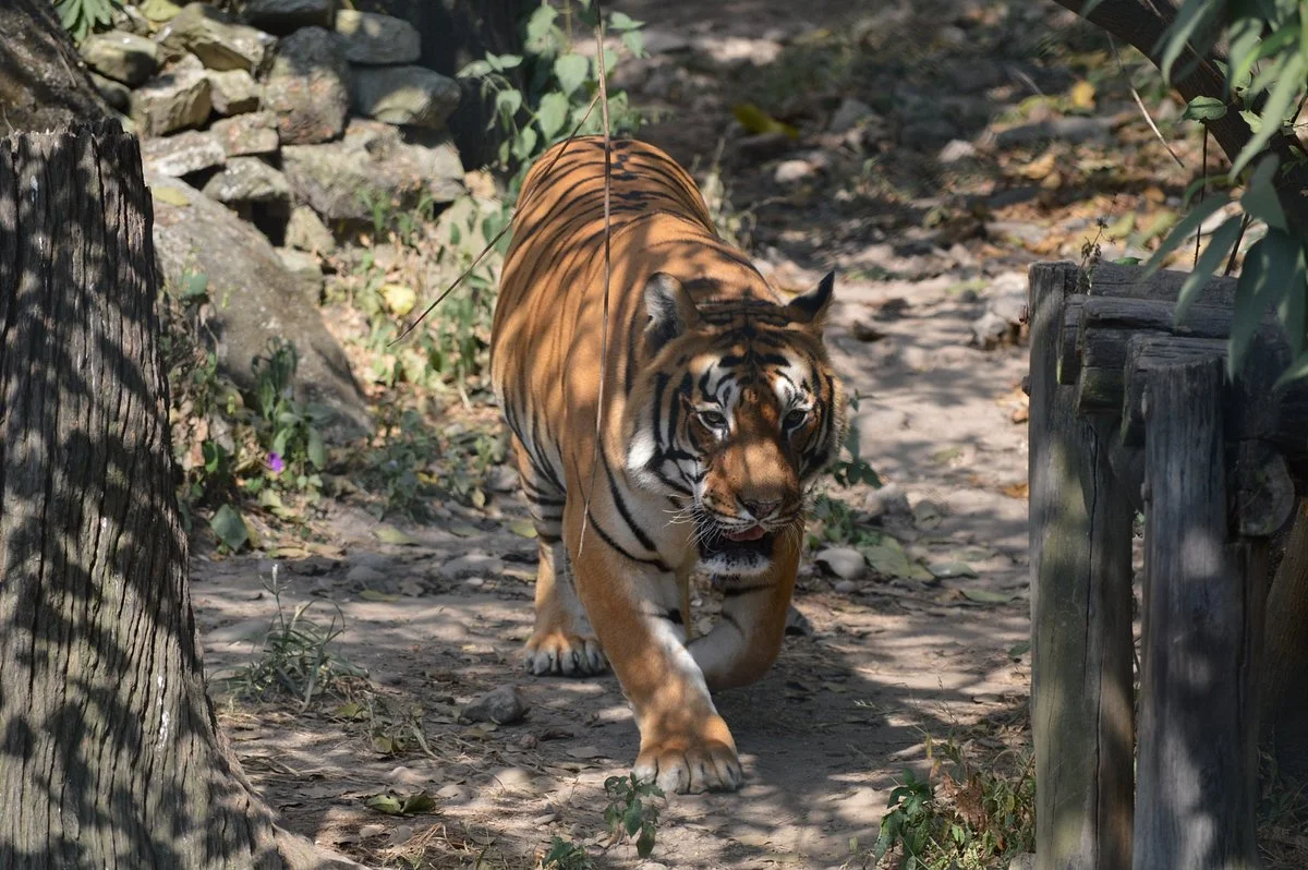 The Central Zoo